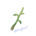 ソニアの茎